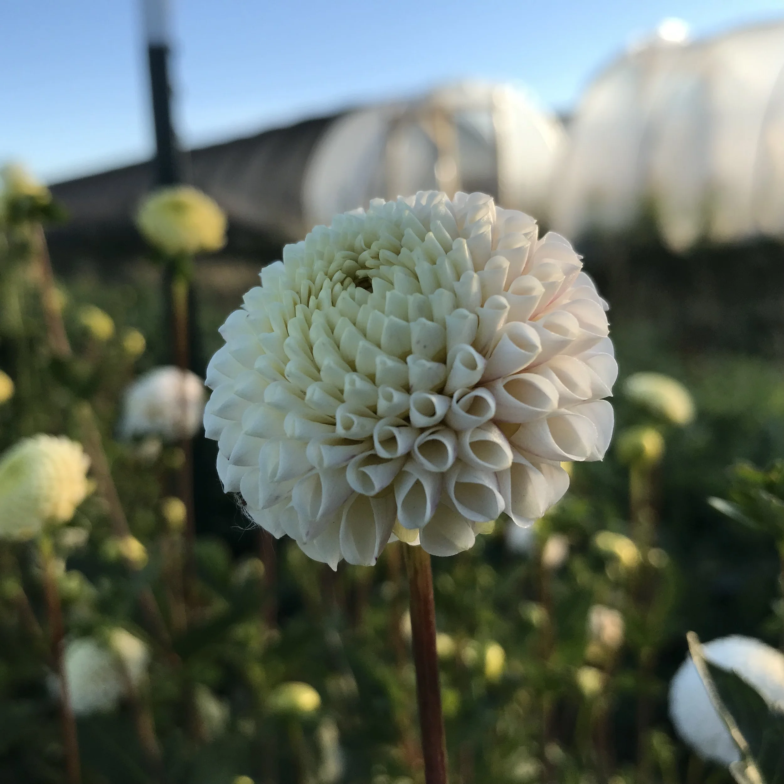 フラワー・リース small mountain Small World — Mountain Roots Produce